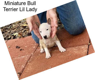 Miniature Bull Terrier Lil Lady