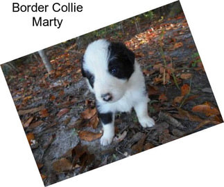 Border Collie Marty