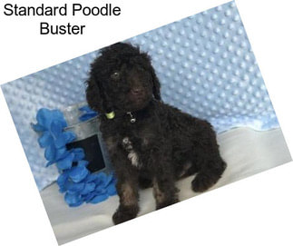 Standard Poodle Buster