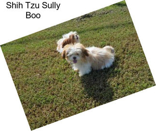 Shih Tzu Sully Boo