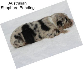 Australian Shepherd Pending