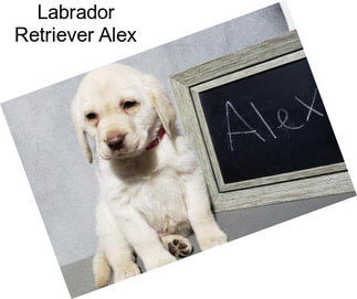 Labrador Retriever Alex