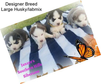 Designer Breed Large Husky/labmix