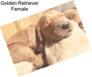 Golden Retriever Female