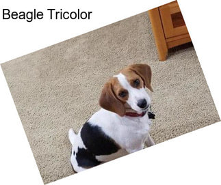 Beagle Tricolor