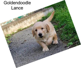 Goldendoodle Lance