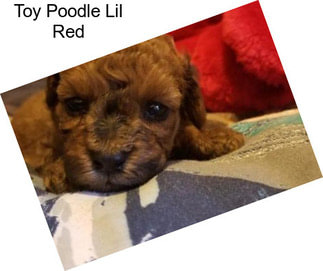 Toy Poodle Lil Red