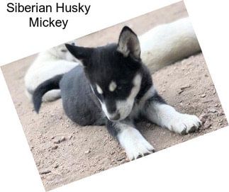 Siberian Husky Mickey