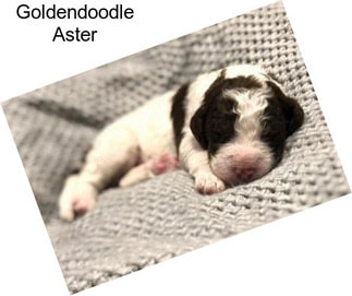 Goldendoodle Aster