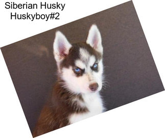 Siberian Husky Huskyboy#2