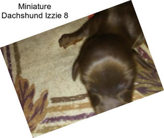 Miniature Dachshund Izzie 8