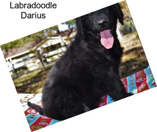 Labradoodle Darius