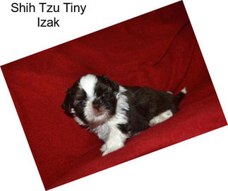 Shih Tzu Tiny Izak