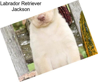 Labrador Retriever Jackson