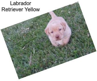 Labrador Retriever Yellow