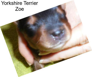 Yorkshire Terrier Zoe