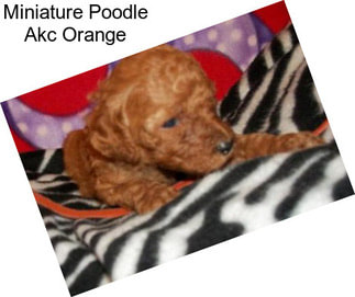 Miniature Poodle Akc Orange