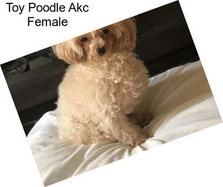 Toy Poodle Akc Female