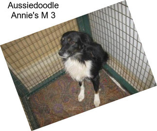 Aussiedoodle Annie\'s M 3