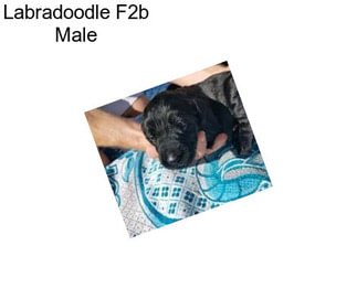 Labradoodle F2b Male