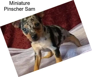 Miniature Pinscher Sam