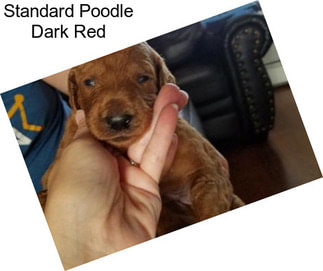 Standard Poodle Dark Red