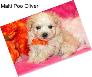 Malti Poo Oliver