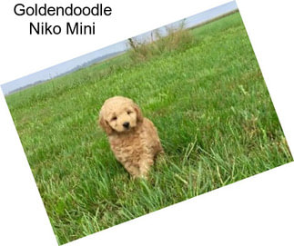 Goldendoodle Niko Mini