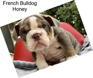 French Bulldog Honey