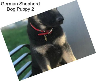 German Shepherd Dog Puppy 2