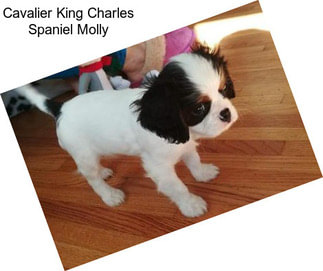 Cavalier King Charles Spaniel Molly