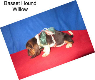 Basset Hound Willow