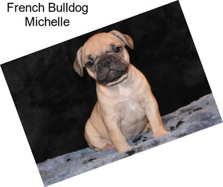 French Bulldog Michelle