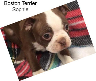 Boston Terrier Sophie