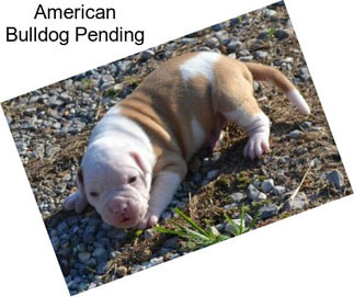 American Bulldog Pending