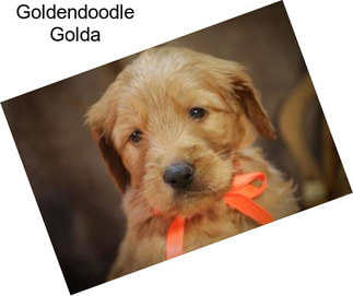 Goldendoodle Golda