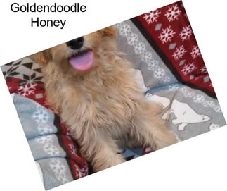 Goldendoodle Honey