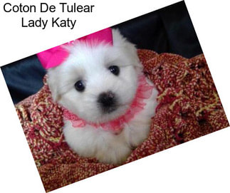 Coton De Tulear Lady Katy