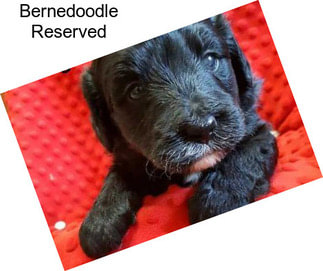 Bernedoodle Reserved