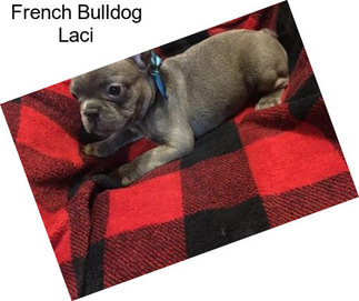 French Bulldog Laci