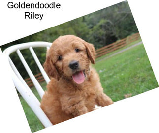 Goldendoodle Riley