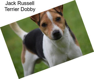 Jack Russell Terrier Dobby
