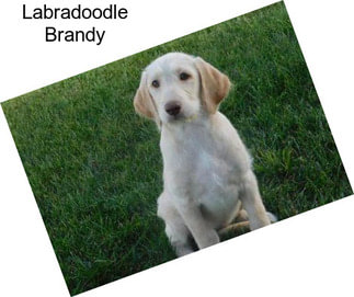 Labradoodle Brandy