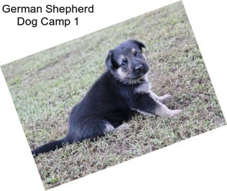 German Shepherd Dog Camp 1