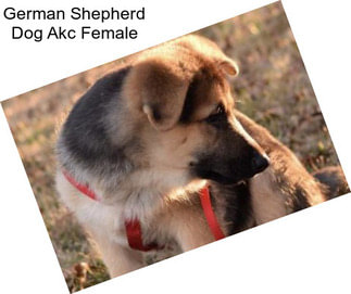 German Shepherd Dog Akc Female