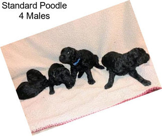 Standard Poodle 4 Males