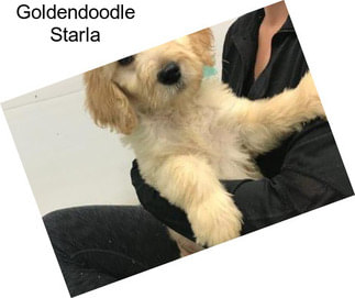 Goldendoodle Starla