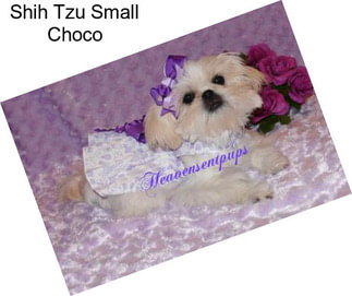 Shih Tzu Small Choco