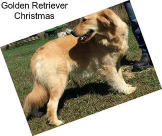 Golden Retriever Christmas