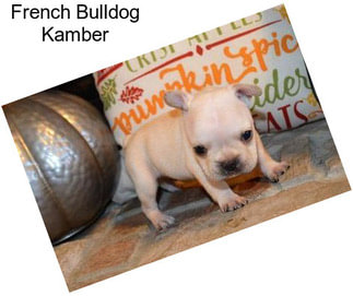 French Bulldog Kamber